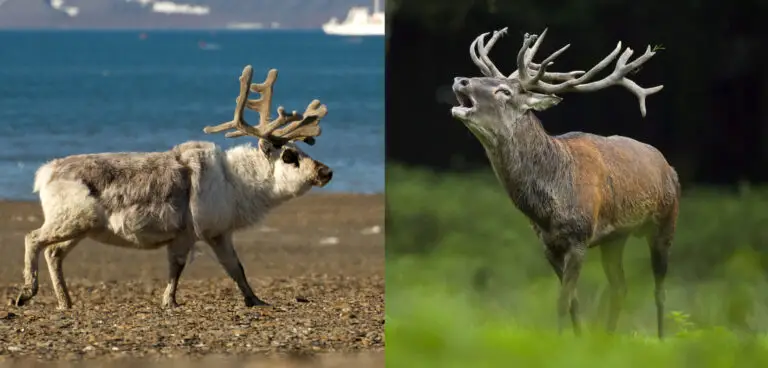 7 Key Differences Between Reindeer and Deer
