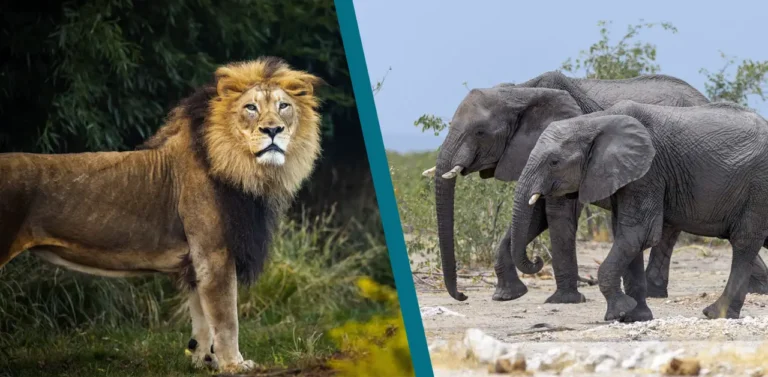 Roaring Giants: Lions vs. Elephants – Differences in Dominance and Communication