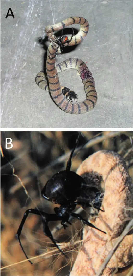 Serpents and Spiders: A Comparative Study of Snakes and Tarantulas