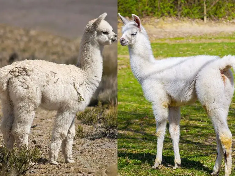 Understanding the Distinction: Llama vs. Alpaca