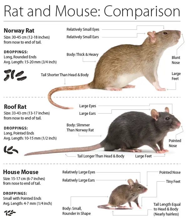 Understanding the Distinctions: Rats Versus Mice