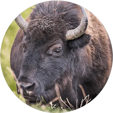 Unveiling the Myth: Bison vs. Buffalo